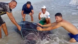 O quelônio da tartaruga pode atingir cerca de 2 metros e pesar quase 1 tonelada.