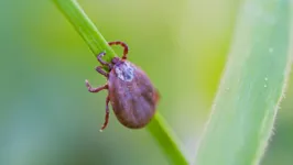 A febre maculosa é transmitida por carrapatos infectados pela bactéria Rickettsia rickettsii