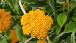 Helichrysum umbraculigerum pode ser a nova Maconha