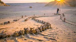 Fósseis de baleia achada no deserto do Egito