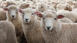 Fazendeiros do Reino Unido receberão do governo cerca de 2,9 milhões de libras para criarem ovelhas geneticamente modificadas