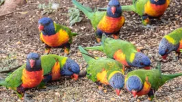 A misteriosa doença que tem deixado papagaios Lóris Molucanos (Trichoglossus moluccanus) paralisados na Austrália