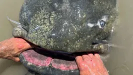 O peixe-gato gigante capturado.