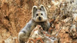 Pika de Ili, vive a uma altitude entre 2.800 metros e 4.100 metros nas montanhas Tianshan, na China