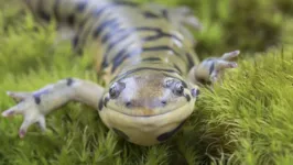 A salamandra foi descoberta escondida sob troncos, pedras e folhas mortas na floresta de bambu da vila de Quxi