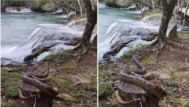 Filhote de cobra sucuri curtindo a paisagem de uma cachoeira no Mato Grosso