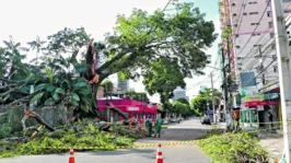 Parte da copa da árvore caiu na madrugada do dia 6 de fevereiro. Relatório aponta necessidade de retirar o restante do vegetal