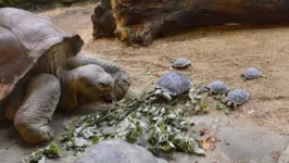Nigrita é uma tartaruga de Galápagos de 80 anos que vive no Zoológico de Zurique, na Suíça.