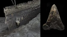 O dente de megalodon foi identificada graças às mais de 700 mil fotos da embarcação registradas no fundo do mar pela empresa Magellan.