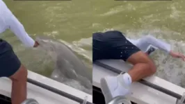 Tubarão emerge da água e abocanha a mão de Nick