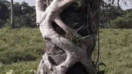 A espécie foi encontrada em um apuí, na área de pastagem da APA Belém
