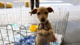 Feira de adoção de cães e gatos ocorre neste sábado (10), em Belém.