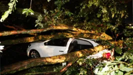 Imagem ilustrativa da notícia Pelo menos 17 árvores caíram em Belém na noite de quarta