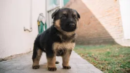 Veja qual seria sua raça de cachorro de acordo com seu signo