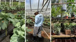 A agricultura é o carro chefe da Colônia Penal Agrícola de Santa Izabel (Cpasi)