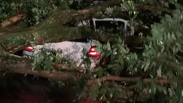 Veículo foi atingido em cheio por árvore que despencou na Praça Waldemar Henrique