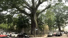 Na foto de Celso Rodrigues, um dos últimos registros da samaumeira centenária que precisou ser suprimida da Praça Santuário em Belém