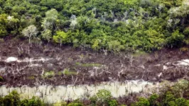 Imagem ilustrativa da notícia Cúpula da Amazônia: Definindo o futuro da floresta