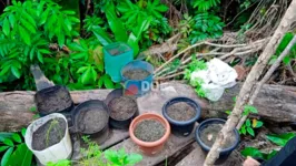 Plantação de maconha na zona rural de Bom Jesus do Tocantins