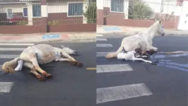 A situação dos animais gerou comoção e revolta nas redes sociais.