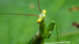 O louva-a-deus-do-cristalino (Microphotina_cristalino)