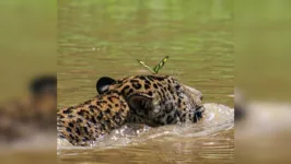 Fotógrafo capturou o momento exato em que uma borboleta pega "carona" com o felino.