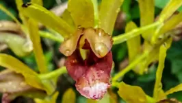 A orquídea, encontrada próximo ao espaço “Recanto da Volta”, terá proteção extra em seu habitat.