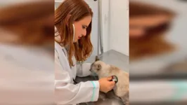 Médica veterinária, Michelly Vasconcelos, explica os cuidados com os pets no verão.