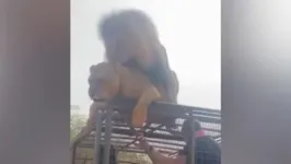Vídeo do momento íntimo entre leões viralizou nas redes sociais