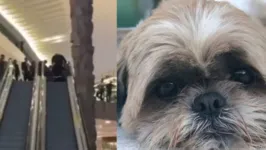 Imagem ilustrativa da notícia Vídeo: cachorro fica preso em escada rolante de shopping