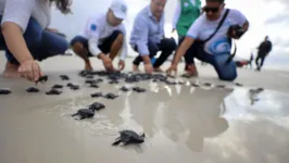 Filhotes de tartaruga-oliva correm em direção ao mar, preservando a espécie e contribuindo para o equilíbrio ambiental