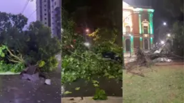 Ao menos nove pontos da capital registraram quedas de árvores durante o temporal que atingiu a Grande Belém nesta quarta-feira (19)
