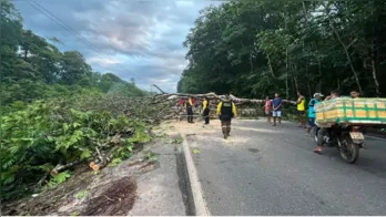 Imagem ilustrativa da notícia Ilha de Mosqueiro: após queda de árvore, acesso é liberado