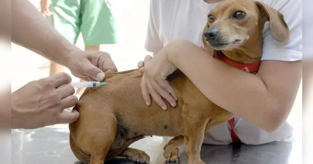 Imagem ilustrativa da notícia UFRA promove campanha de vacinação para pets nesta sexta
