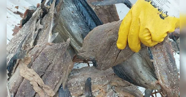 Imagem ilustrativa da notícia Fiscais aprendem 800 kg de pescado em Ipixuna do Pará