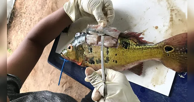 Imagem ilustrativa da notícia Mercúrio contamina 15,8% do pescado consumido no Pará