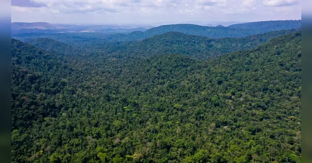 Imagem ilustrativa da notícia Desmatamento na Amazônia caiu 31% no governo Lula