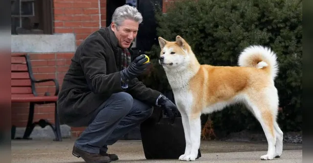 Imagem ilustrativa da notícia Hackiko, cão de "Sempre ao seu Lado" completaria 100 anos