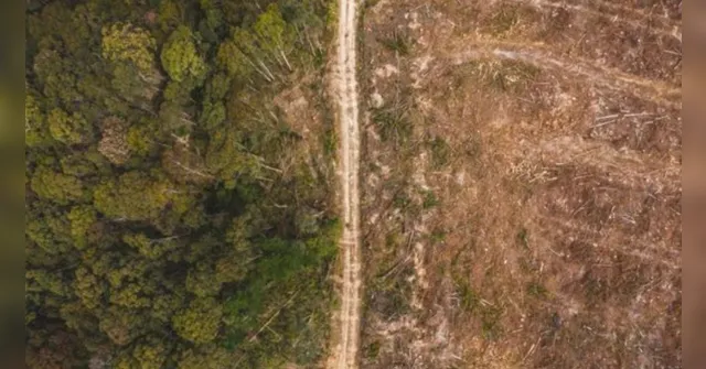 Imagem ilustrativa da notícia Sede da COP 30, Pará reduz desmatamento em 30%, diz Inpe