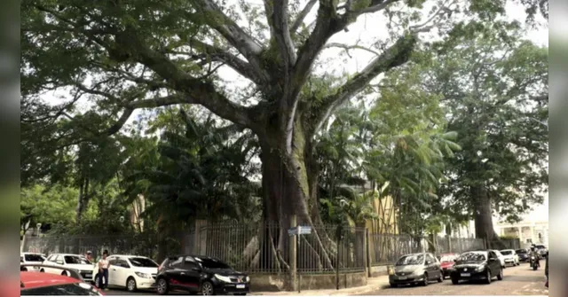 Imagem ilustrativa da notícia Samaumeiras resistem como podem nos centros urbanos