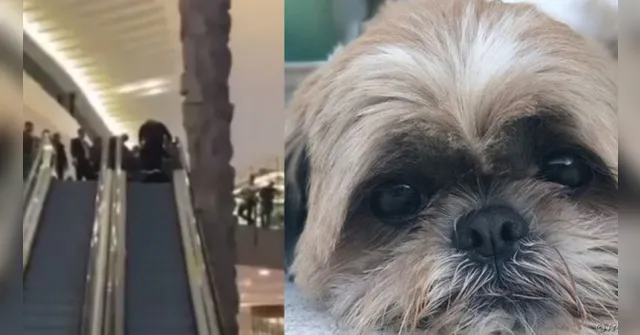 Imagem ilustrativa da notícia Vídeo: cachorro fica preso em escada rolante de shopping