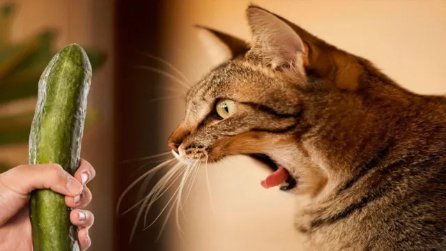 Imagem ilustrativa da notícia Saiba porque gatos se arrepiam e têm medo de pepino
