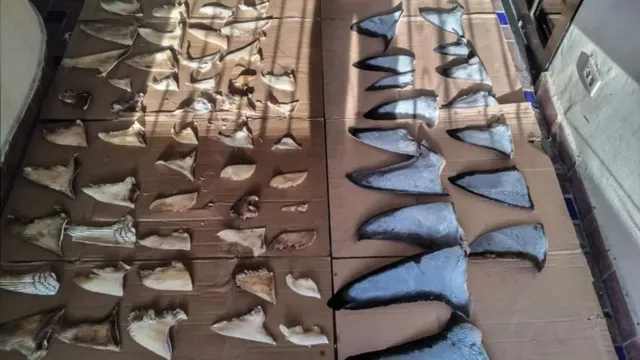 Imagem ilustrativa da notícia Toneladas de barbatanas de tubarão são apreendidas no Panamá