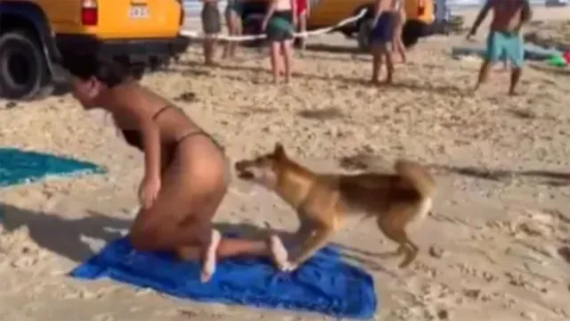 Imagem ilustrativa da notícia Vídeo: cão selvagem morde bunda de banhista em praia 