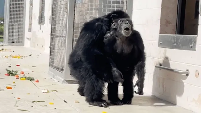 Imagem ilustrativa da notícia Vídeo: chimpanzé de laboratório olha céu pela 1º vez nos EUA