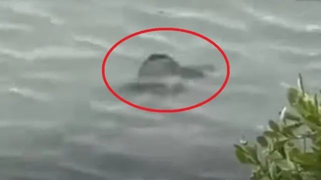 Imagem ilustrativa da notícia Criatura não identificada é vista nadando em parque dos EUA