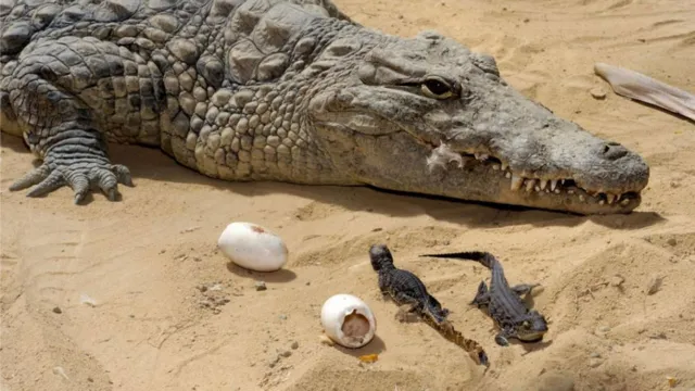 Imagem ilustrativa da notícia Crocodilo fêmea virgem bota ovos em cativeiro na Costa Risca