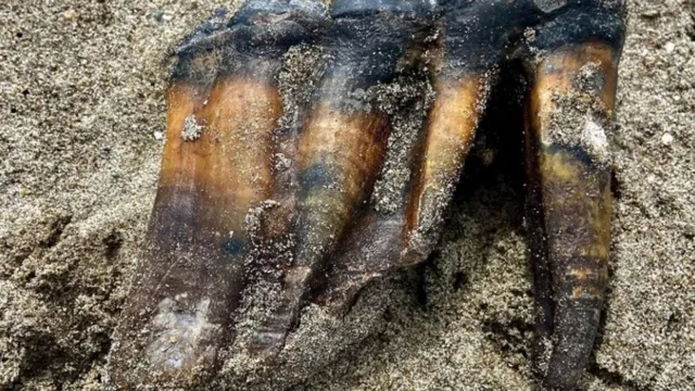 Imagem ilustrativa da notícia Turista encontra dentes de mastodonte em praia nos EUA