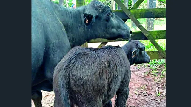 Imagem ilustrativa da notícia AgroPará: um tanto de tudo; confira!