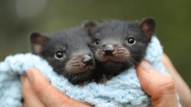 Imagem ilustrativa da notícia Nascem primeiros filhotes de diabo-da-tasmânia na Austrália